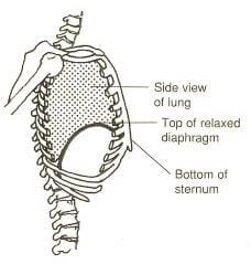 Wind Down and Breathe Easy: Thoracic Breathing on the Coregeous